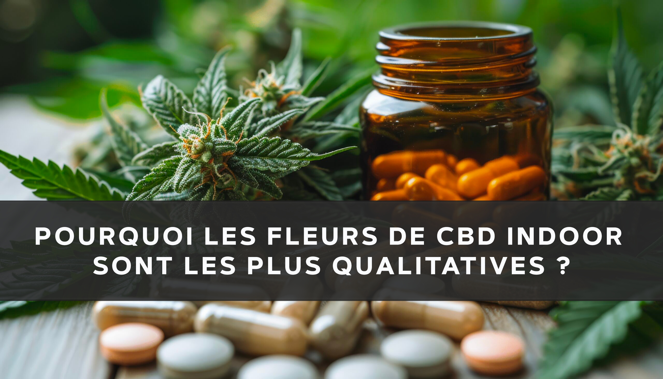 Fleur de chanvre CBD Indoor compacte et résineuse, cultivée en environnement contrôlé pour infusion.